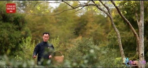 一片树叶爆料视频大全,视频大全带你探索自然奥秘  第1张